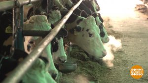 Буренки-рекордсменки. Доброе утро. Фрагмент выпуска от 14.03.2022