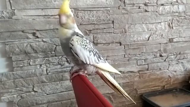 Попугай Корелла. Поведение самки свидетельствующим о половом созревании. Ищет себе самца смотреть онлайн