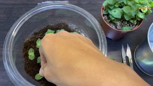 Crassula Perforata or Crassula Perfossa Propagation | Gardening at Home