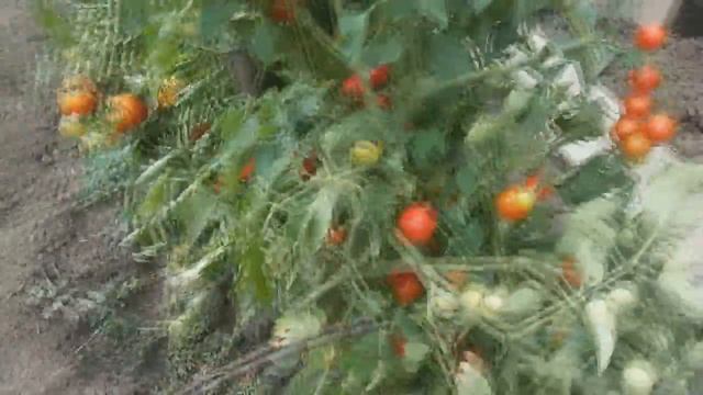 ОБРЫВАЮ ЛИСТЬЯ У КАПУСТЫ. ОБЗОР ТОМАТОВ. УБИРАЕМ ОГОРОД. смотреть онлайн