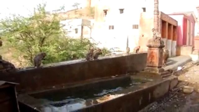 Обезьяны развлекаются смотреть онлайн