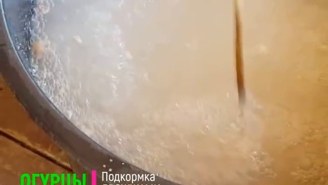 Подкормка огурцов дрожжами в открытом грунте и теплице. Самые эффективные рецепты!