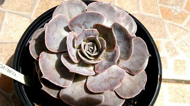 30 identificações de Suculentas , venham conferir ❤️ смотреть онлайн