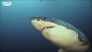 Great White Shark vs Killer Whale Orca | Ultimate Animal Showdown