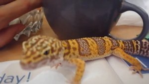 Необычные Домашние Животные / Экзотические Питомцы Дома