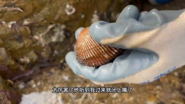 礁石區退潮之後大貨超多，牛牛摸出大海參，要發了！ 【牛牛趕海海鮮】