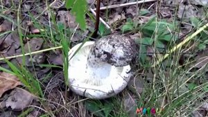 Сыроежка чернеющая, притворяющаяся подгруздком.