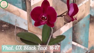 Phal. OX Black Face '1647'