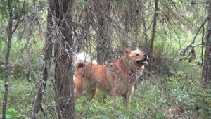 Работа карело-финской лайки по кунице