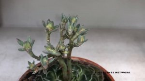 How To Grow & Care For Graptopetalum Bellum