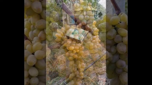 ВИНОГРАД ВАЛЕНТИН смотреть онлайн