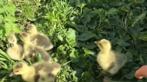 С каких суток гусят выпускать на траву? Гусята на первой прогулке.