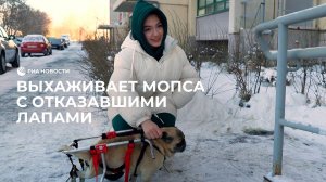 Выхаживает мопса с отказавшими лапами