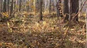 Заехала в лес и ОБОМЛЕЛА ОТ НАХОДОК возле огромных деревьев. Женский коп  в поиске кладов в лесу