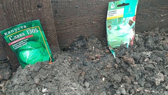 Посадка капусты на рассаду в теплицу. Время уже не терпит. смотреть онлайн
