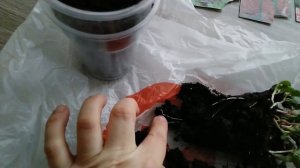 Люпин пикировка!