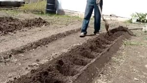 Садим картофель по Митлайдеру 2-х рядная посадка