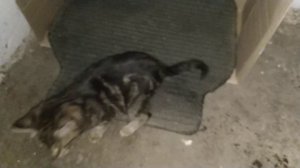 Котенок Паралич или ДЦП?