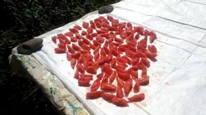 Сушу помидоры на солнышке по итальянской технологии