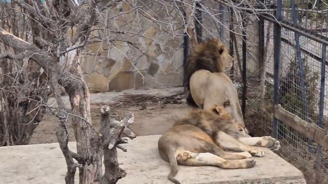 Чук наблюдает за новичками! Тайган смотреть онлайн
