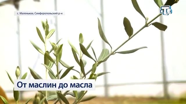 Оливки из пробирки  Продукция «Крымской оливки» принимает участие в конкурсе «Вкусы России»