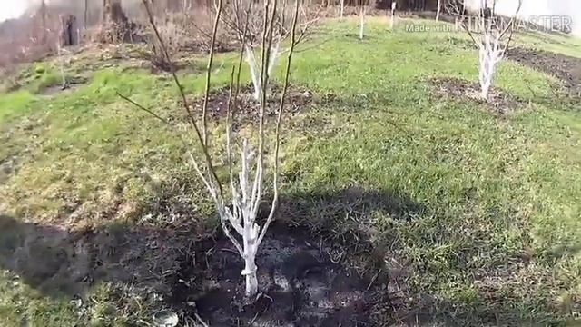 Защита плодовых деревьев.