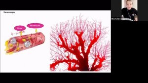 Кровеносные сосуды: артерии, капилляры и вены