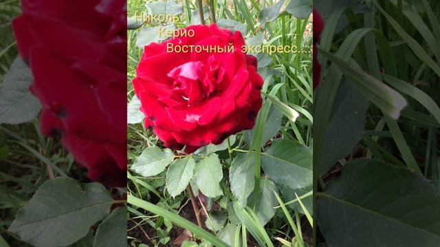 миллион разных роз