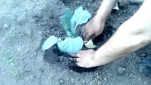 Как правильно высаживать капусту в грунт!