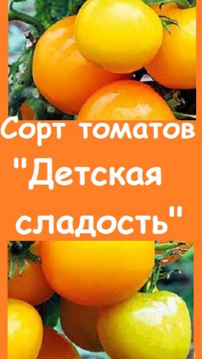 Рассказываю о сорте ПОМИДОРОВ ДЕТСКАЯ СЛАДОСТЬ - в теплице, плоды на растении и в разрезе 
#огород