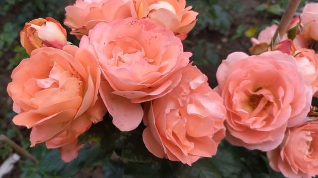 Роза Амелия Ренессанс смотреть онлайн