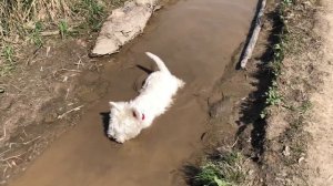 Купание в грязи. Слабонервным не смотреть :) 29 градусов 🥵