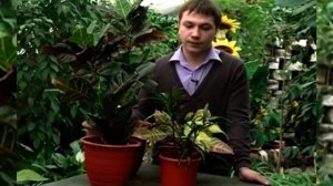 В каком уходе нуждается кротон?