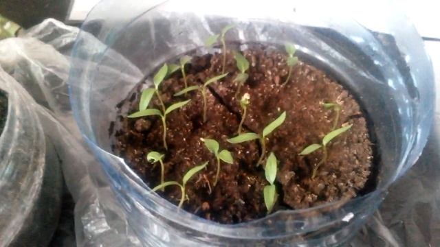 Правильный полив рассады // Интересная штука для полива рассады смотреть онлайн