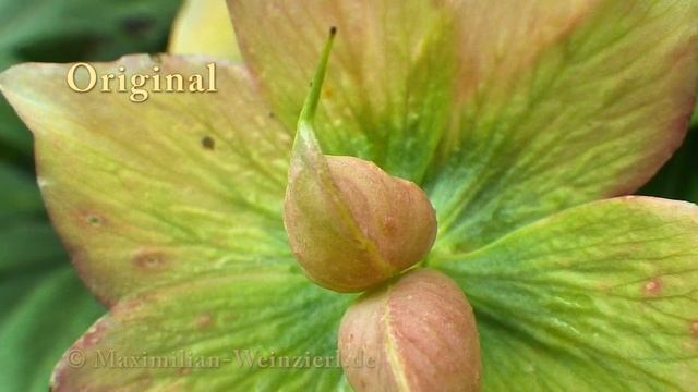 Macro Mania - pentax Optio WG-II GPS - Microscope Mode with LED lighting (testsample) смотреть онлайн