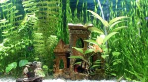 Мой Аквариум 150 литров .