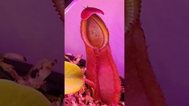 Nepenthes Spathulata x Diabolica BE-3983 (New pitcher with extra hair(?) between the wings) Update