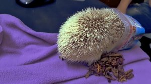 ЧЕМ ПИТАЮТСЯ АФРИКАНСКИЕ КАРЛИКОВЫЕ ЕЖИ