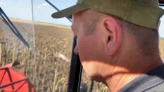 МОЛОТИМО СОНЯШНИК ГЕНЕЗІС від Євраліс. Врожайність - 30 Ц/га смотреть онлайн