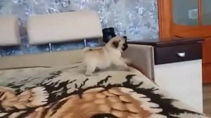 Хочу мопса !) Мопс! Щенок! Девочка мопс!)