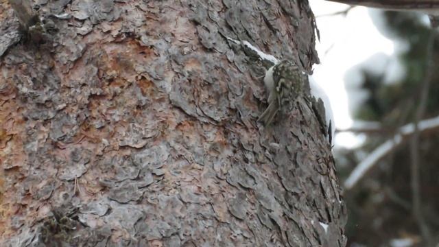 Пищуха – маленькая шустрая птичка, Common treecreeper смотреть онлайн