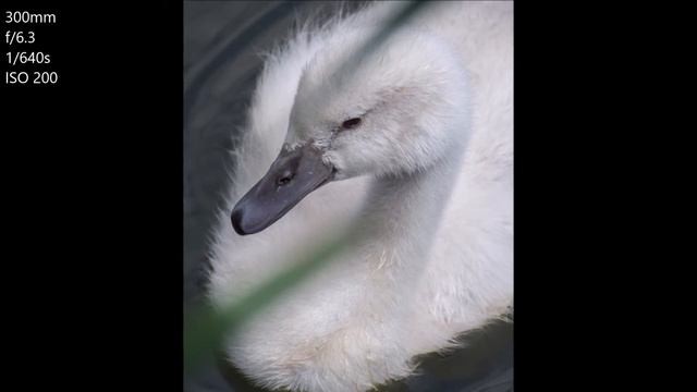 Nikon d5300 + Tamron SP 70-300mm f/4-5.6 Di VC USD (swan + cygnet photography) смотреть онлайн