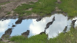 Жители деревни Вешки не могут проехать к своим участкам