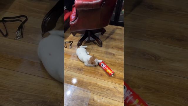 Pringles Билли Джек Рассел Терьер (Billy jack russell terrier)