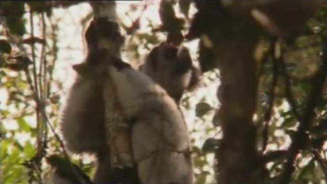 Madagascar: fauna & flora смотреть онлайн