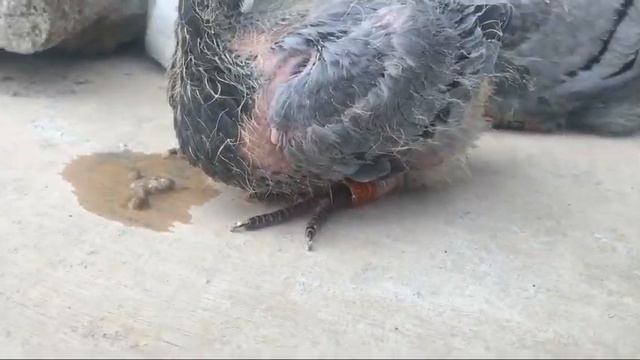 Bawal Muna Lumabas Mga Kalapati Ko Tumitigas na kasi Ulo Lagi ng Nakatambay смотреть онлайн