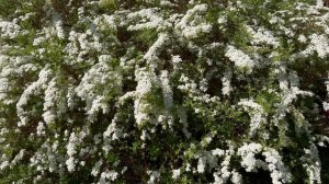 ВЕСЕННИЙ МНОГОЛЕТНИЙ САД. КУСТАРНИКИ ЦВЕТУЩИЕ ВЕСНОЙ. Дачный креатив.