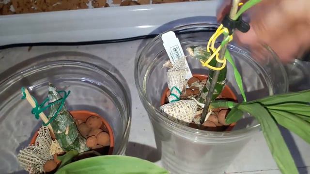 Мои катасетумы в июне 2018. смотреть онлайн