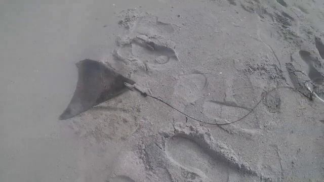 Пляжная рыбалка.Beach fishing.Как  ловят больших акул.How and what to catch big sharks.Florida.