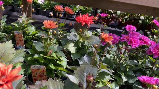 Георгины Низкорослые Серия Piccolo LONDON Обзор DAHLIA PICCOLO Series